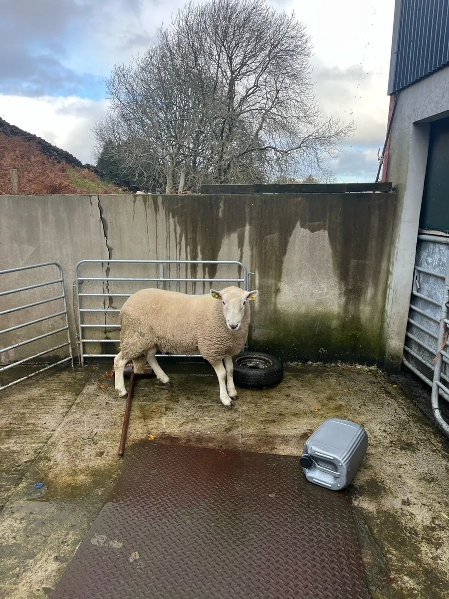 Wicklow Cheviot Hogget Ram - Image 2