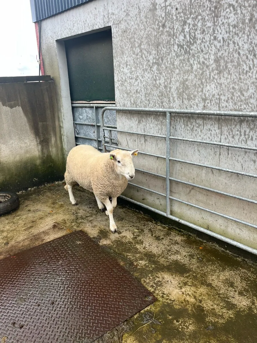 Wicklow Cheviot Hogget Ram - Image 1