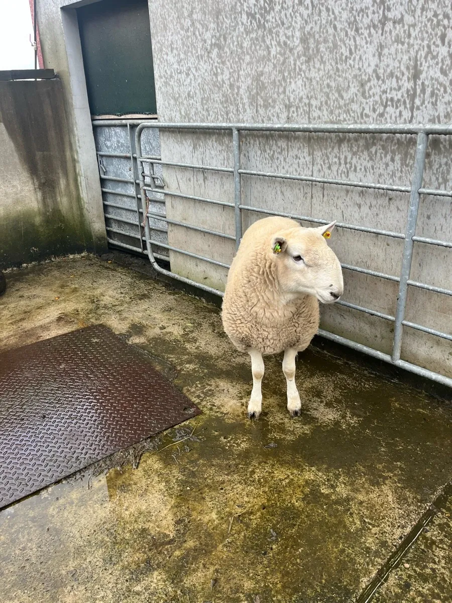 Wicklow Cheviot Hogget Ram - Image 3