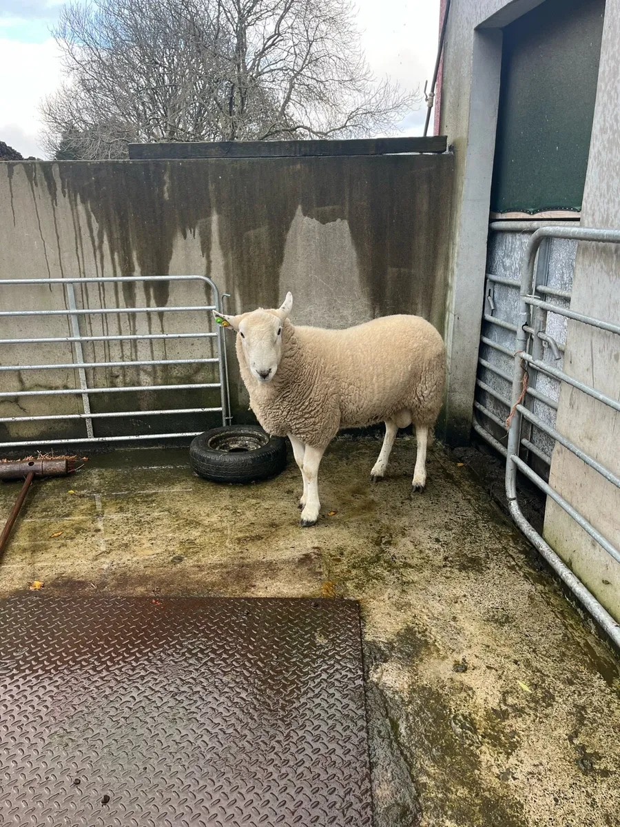 Wicklow Cheviot Hogget Ram - Image 4