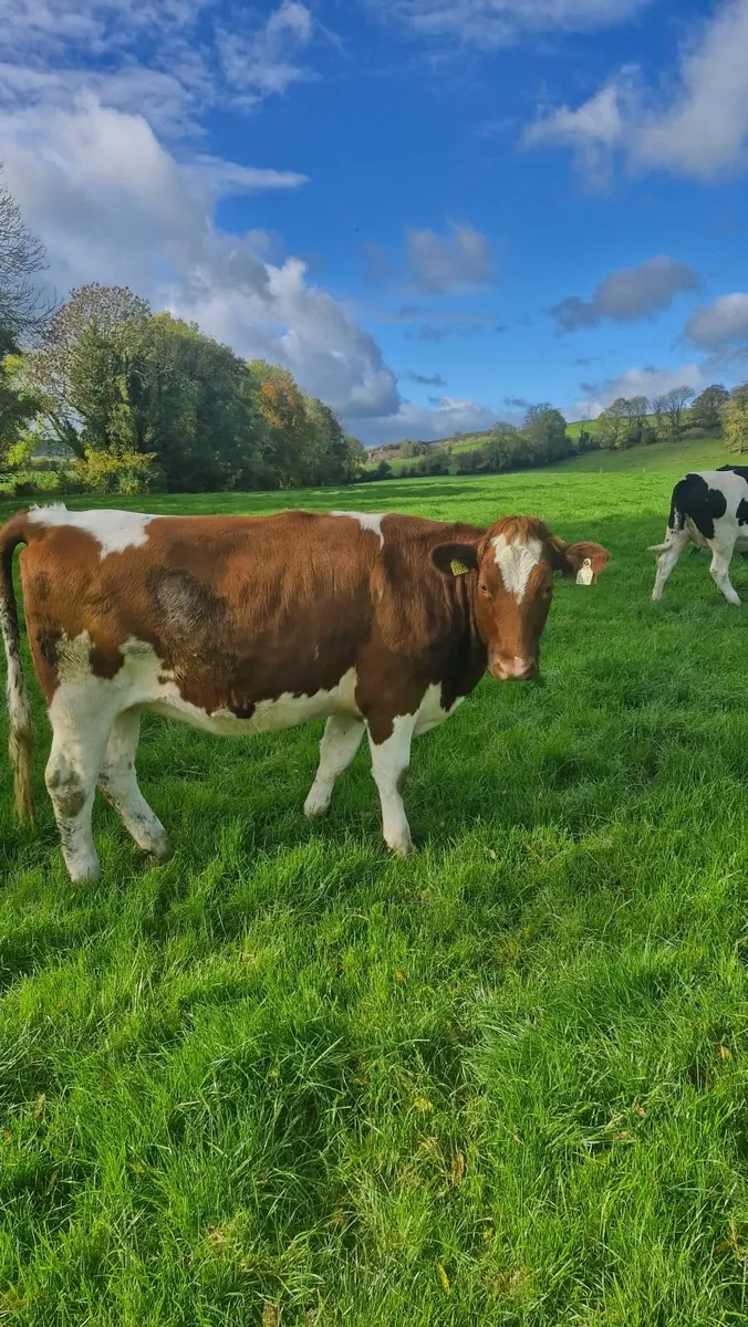 Incalf Heifers - Image 1