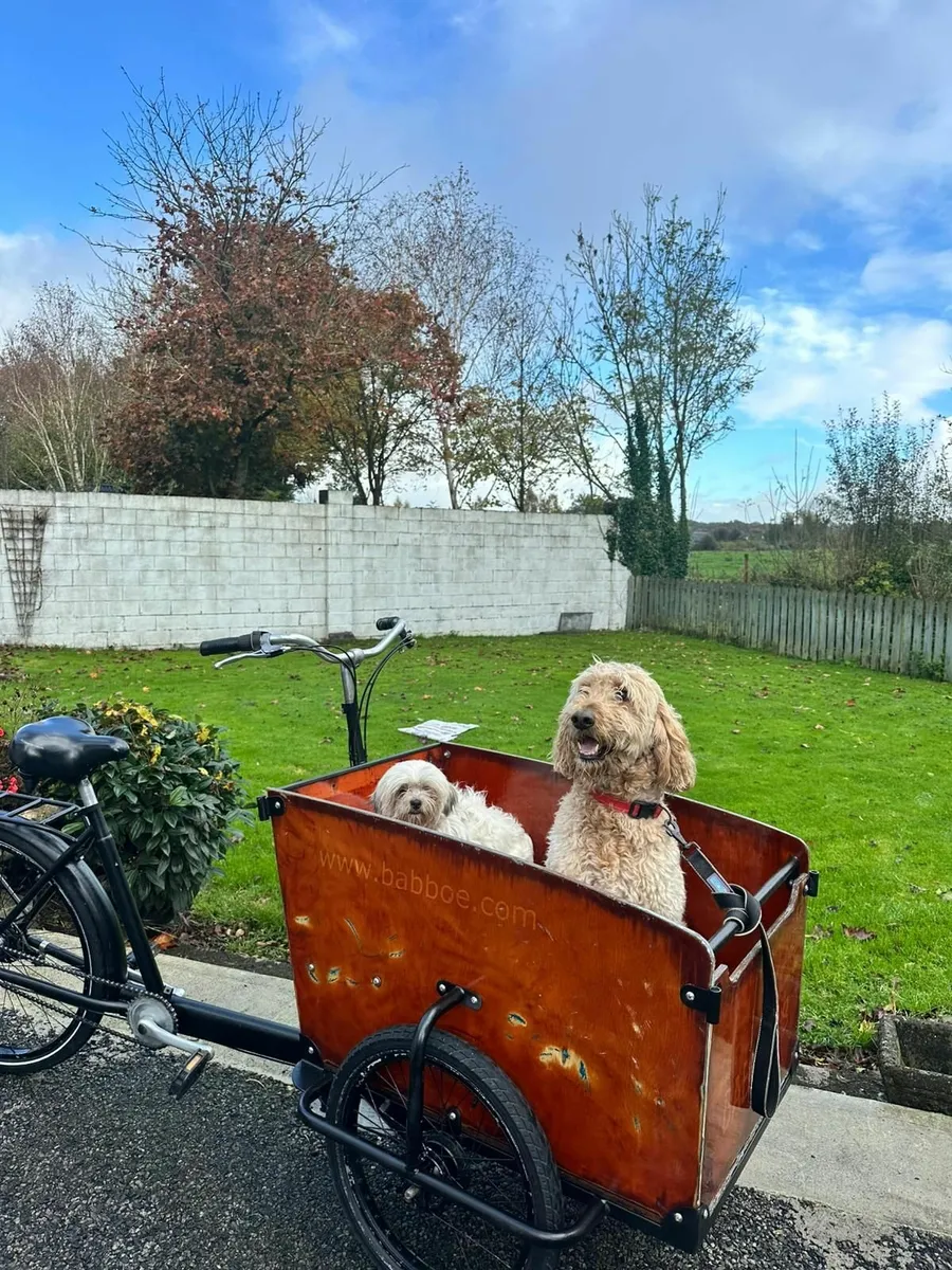 Bicycle - Babboe Cargo Bike - Image 3