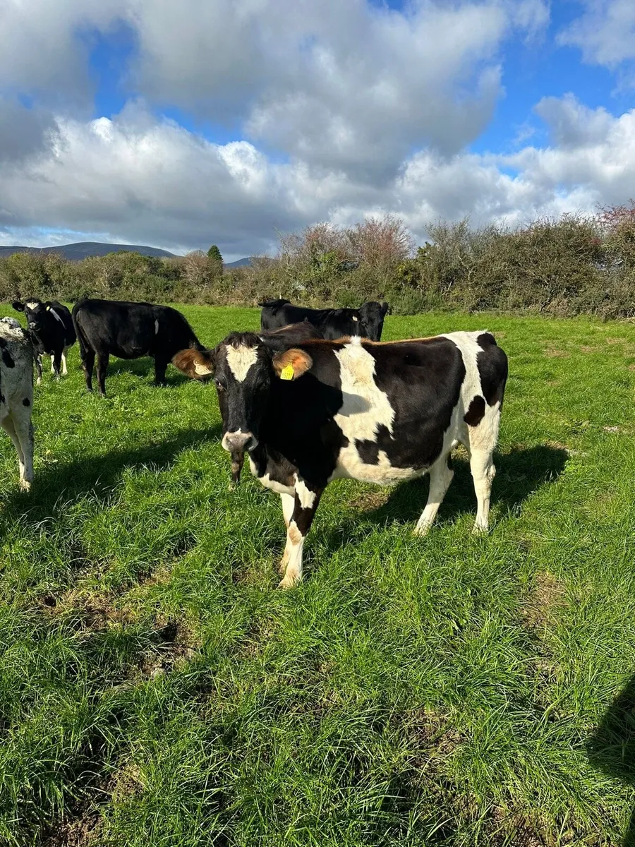 16 in calf heifers - Image 1