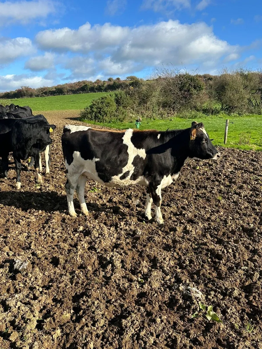 16 in calf heifers - Image 2