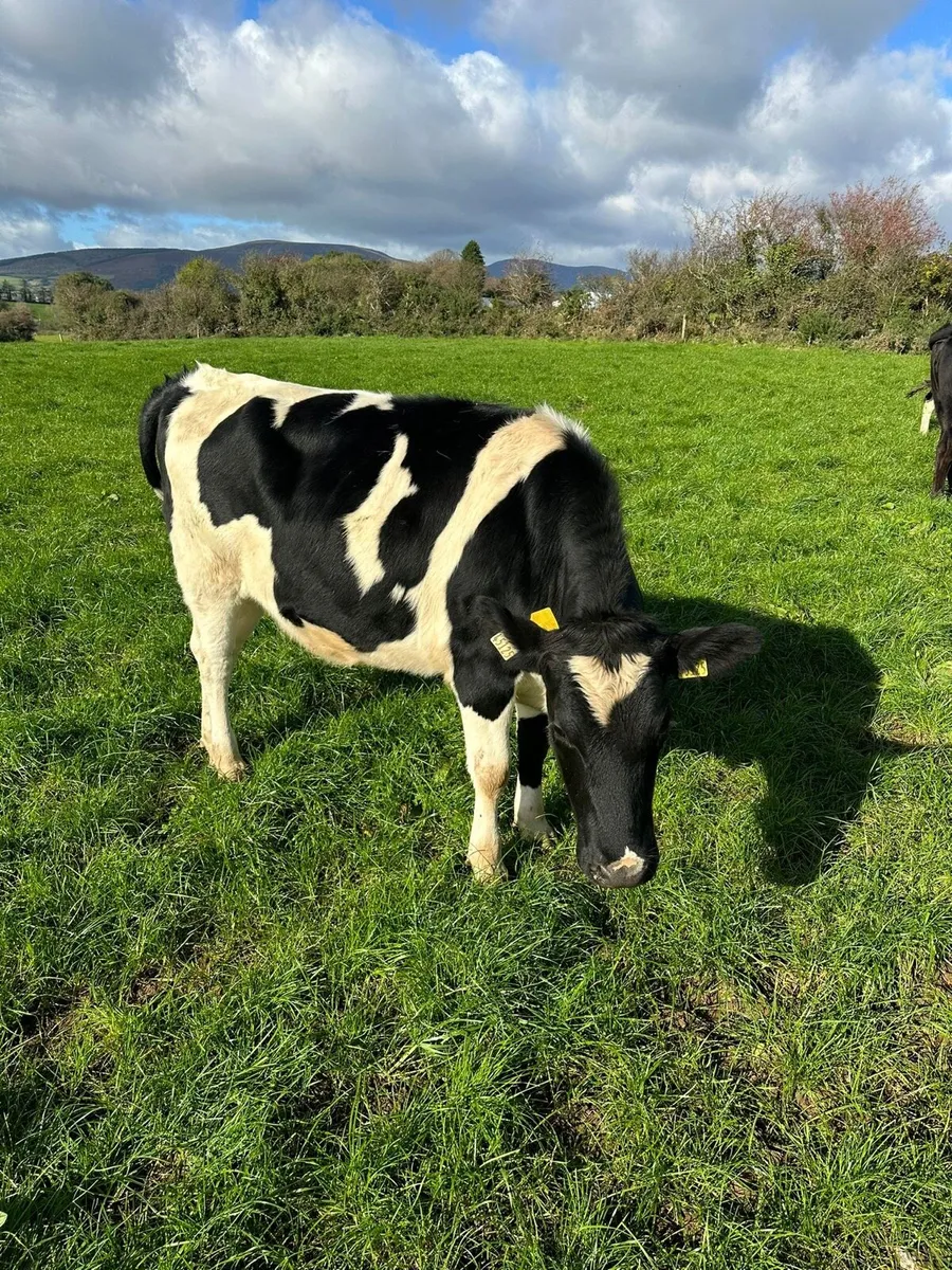 16 in calf heifers - Image 3