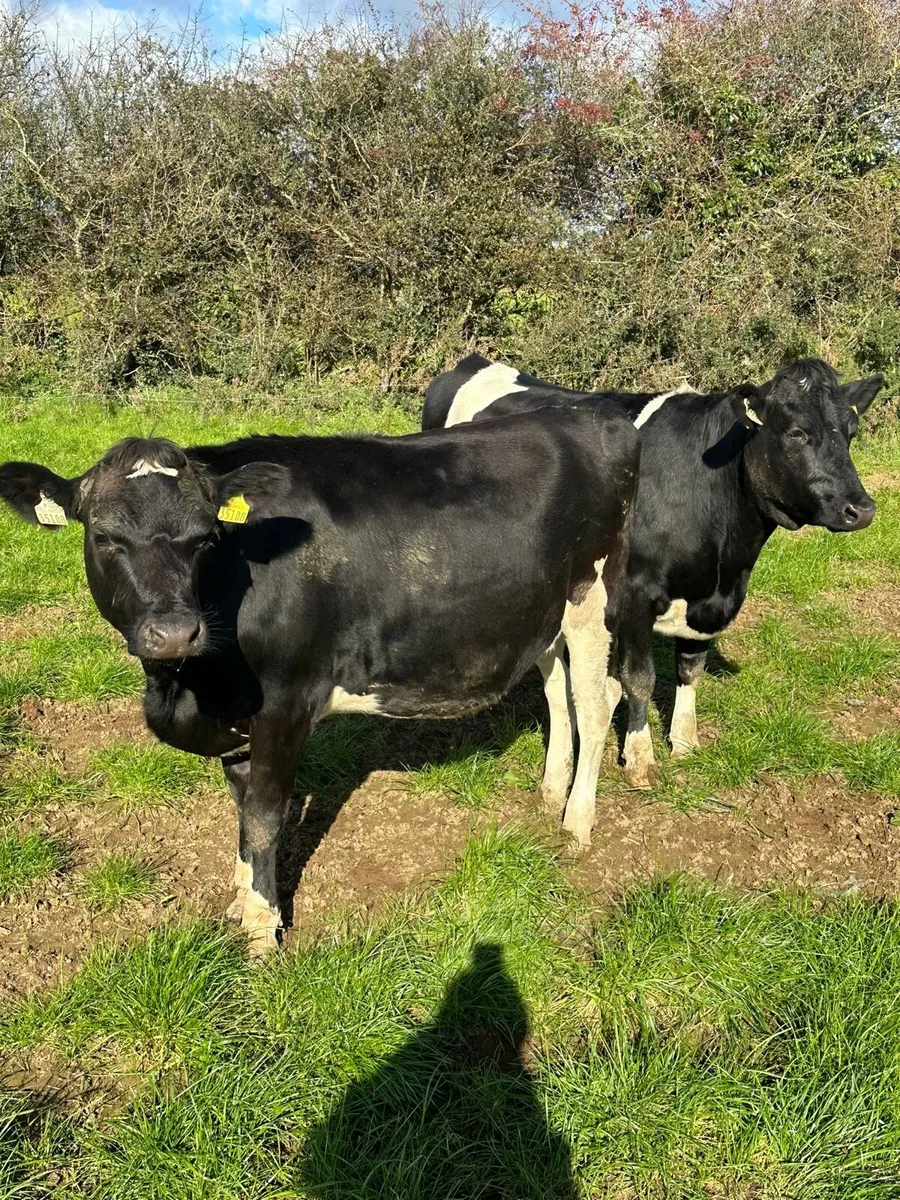 16 in calf heifers - Image 4