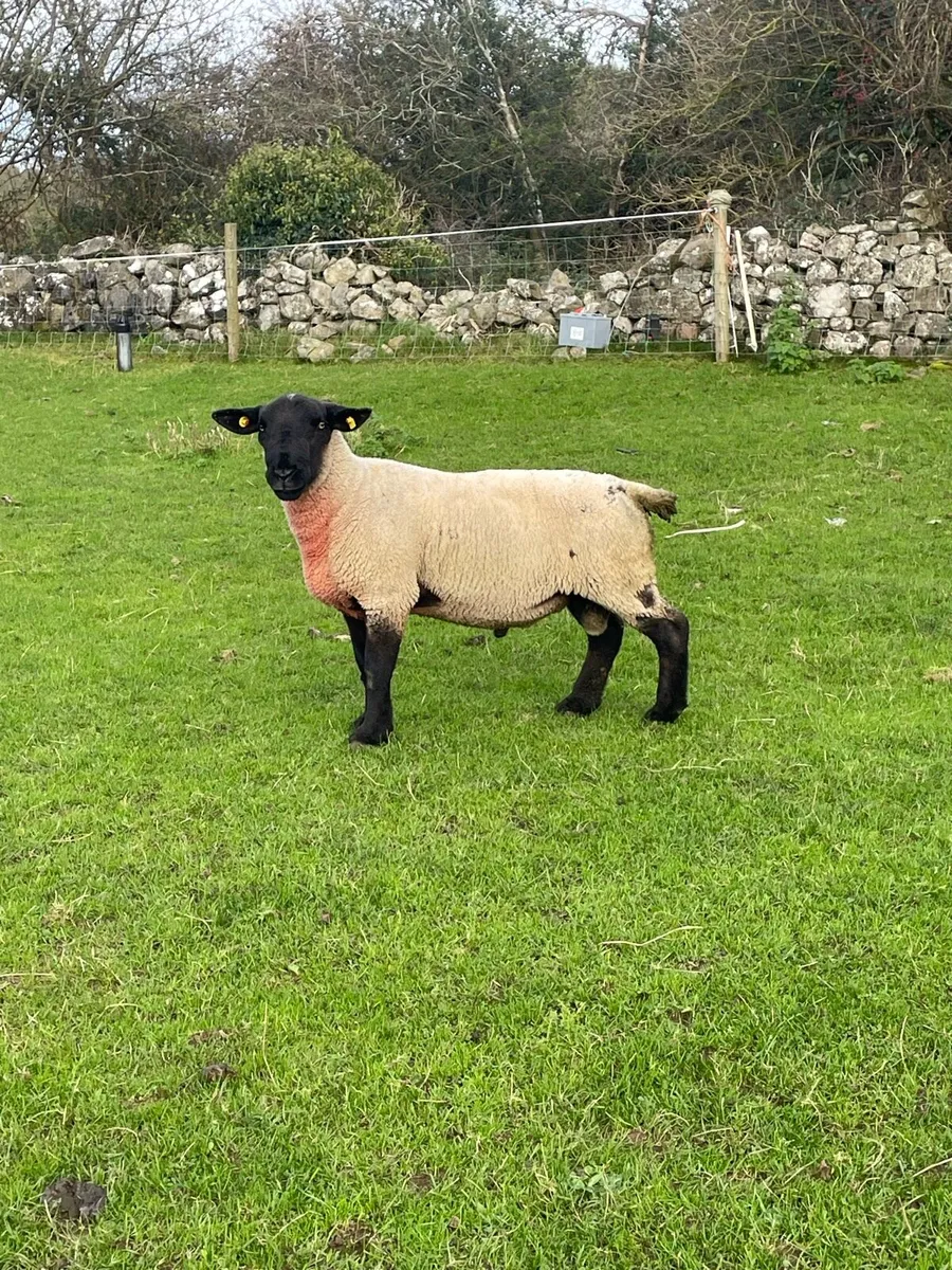 SUFFOLK RAM - Image 1
