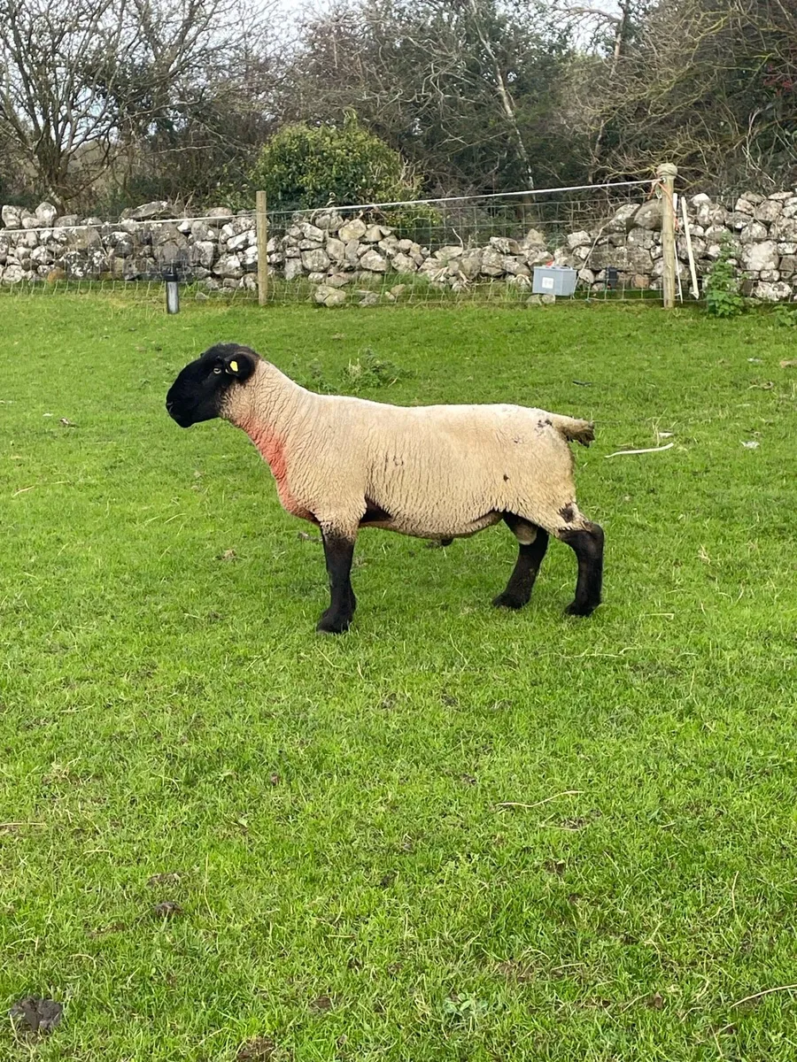SUFFOLK RAM - Image 2