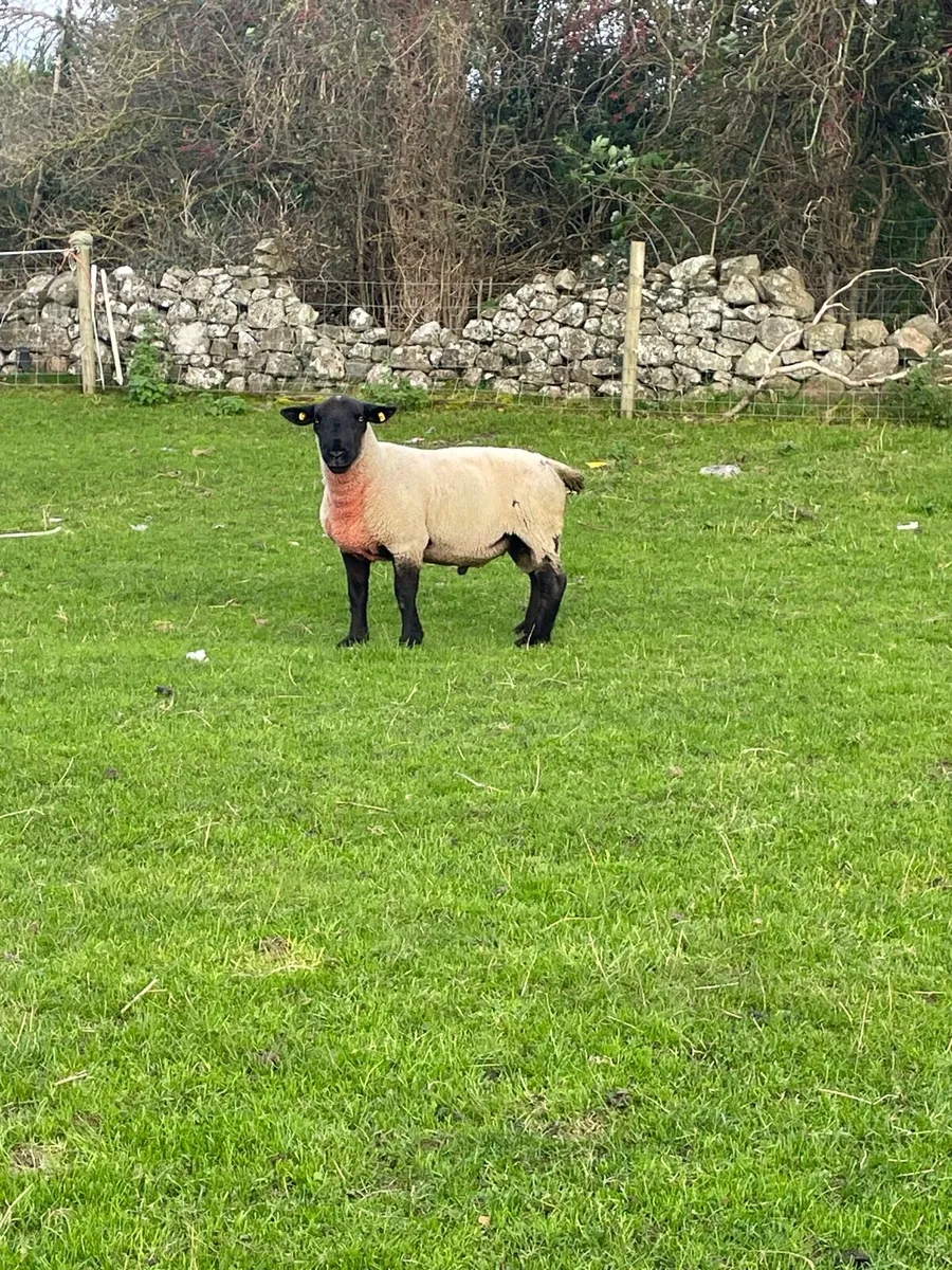 SUFFOLK RAM - Image 3