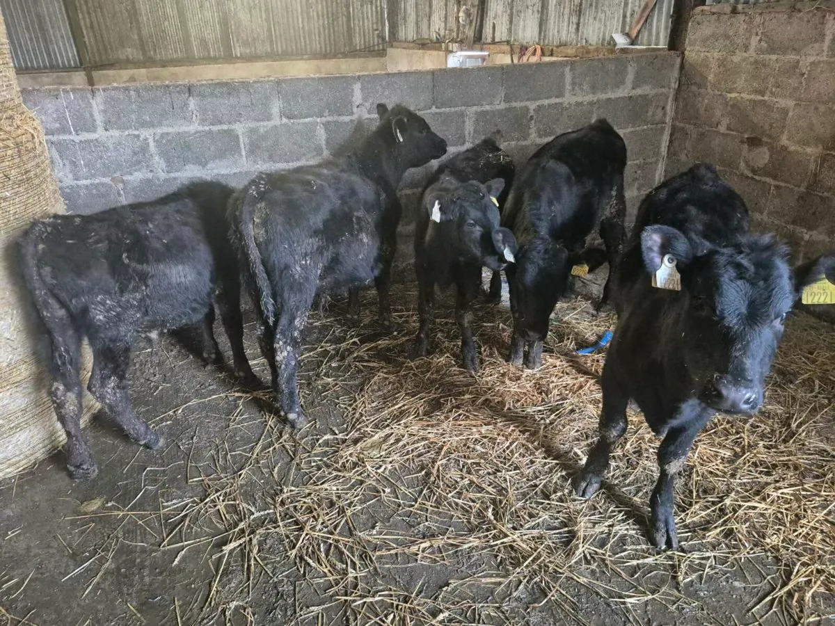AA calves - Image 1