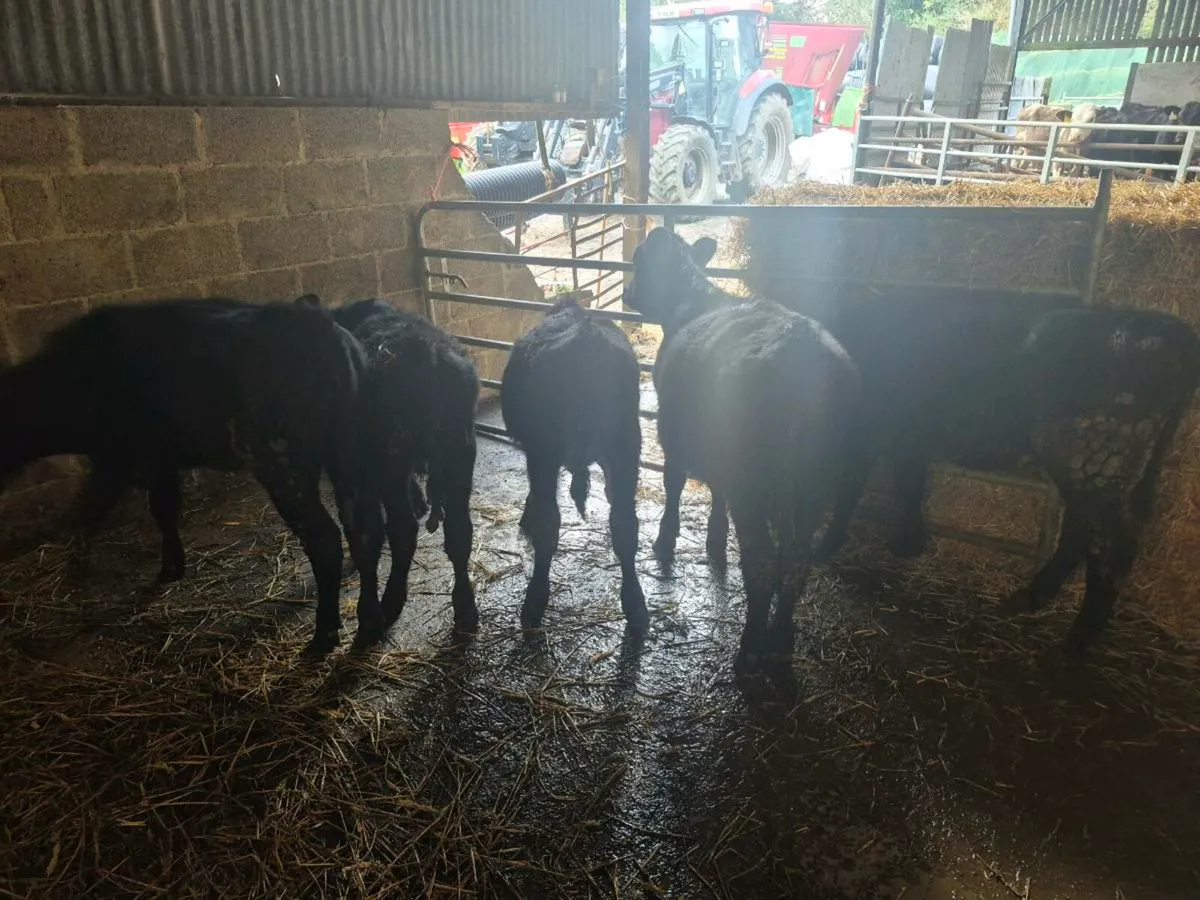 AA calves - Image 2