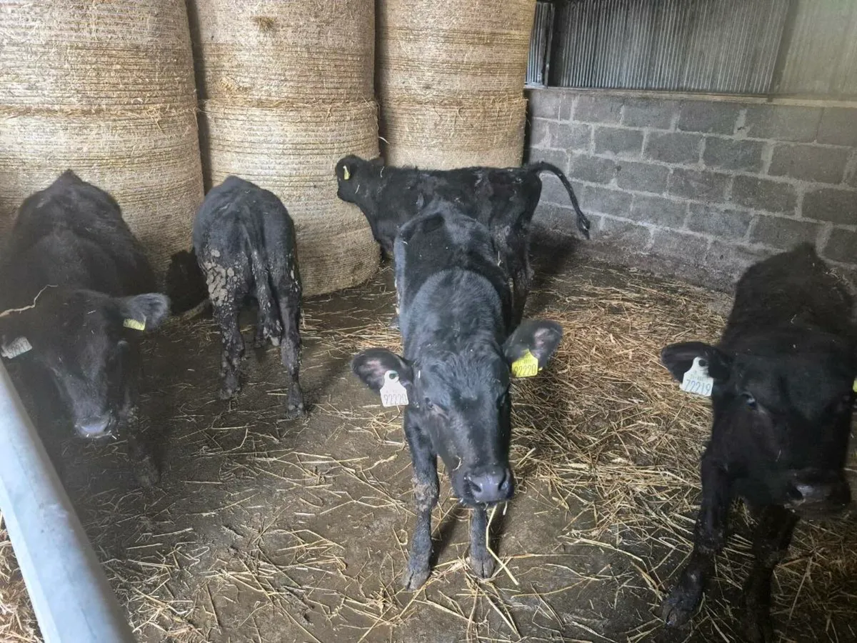 AA calves - Image 3