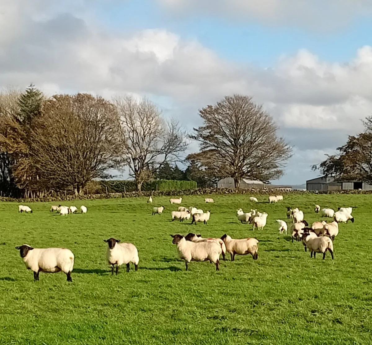 Sheep