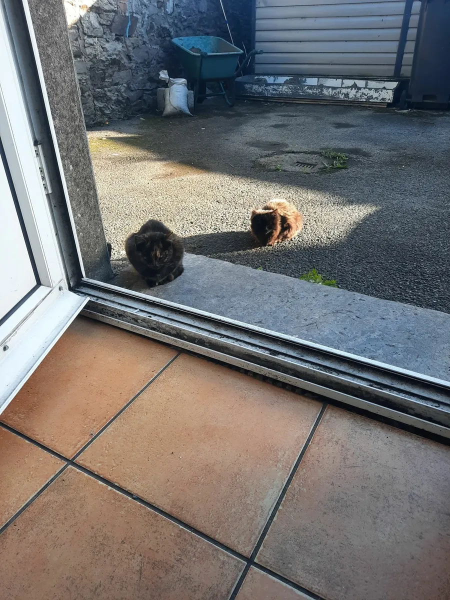 Kittens - Image 2