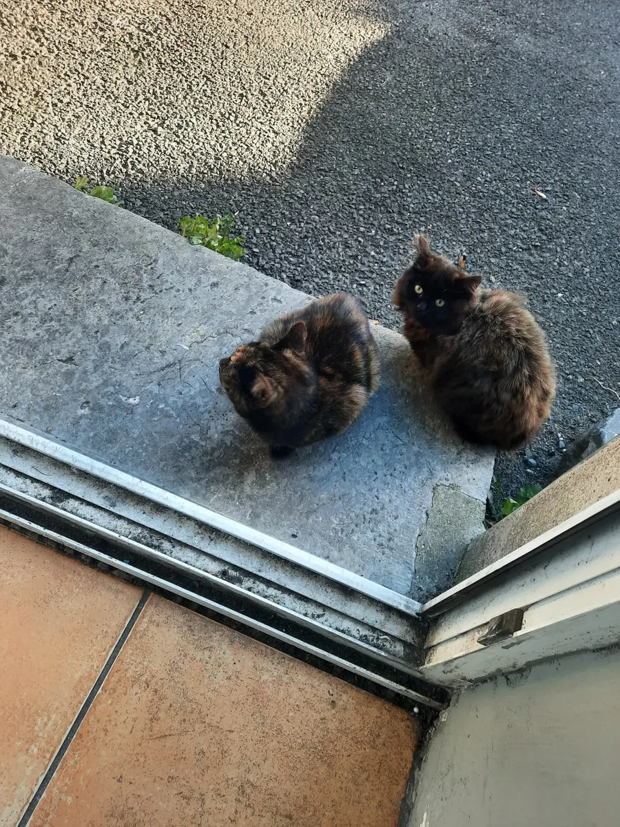 Kittens - Image 3