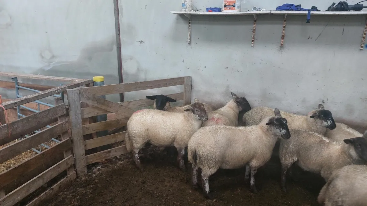 Ewe lambs for sale - Image 4