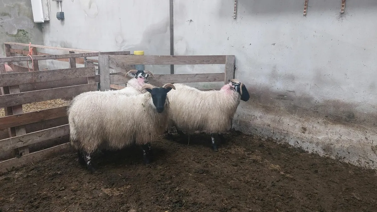 Ewe lambs for sale - Image 3