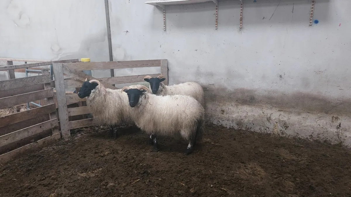 Ewe lambs for sale - Image 1