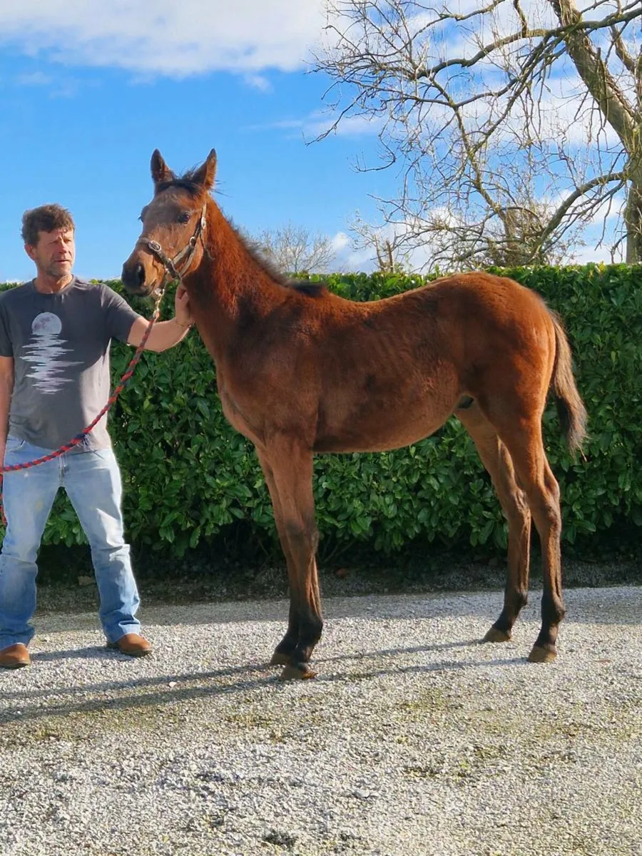 Tb COLT Foal - Image 1