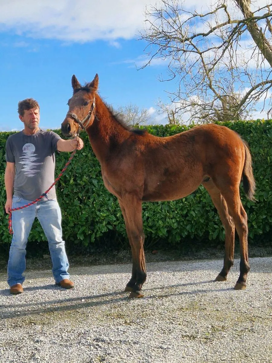 Tb COLT Foal - Image 2