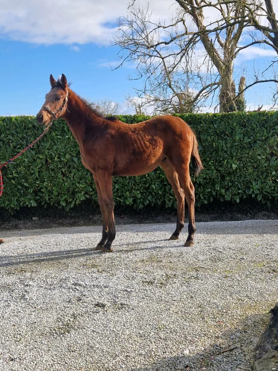 Tb COLT Foal - Image 3