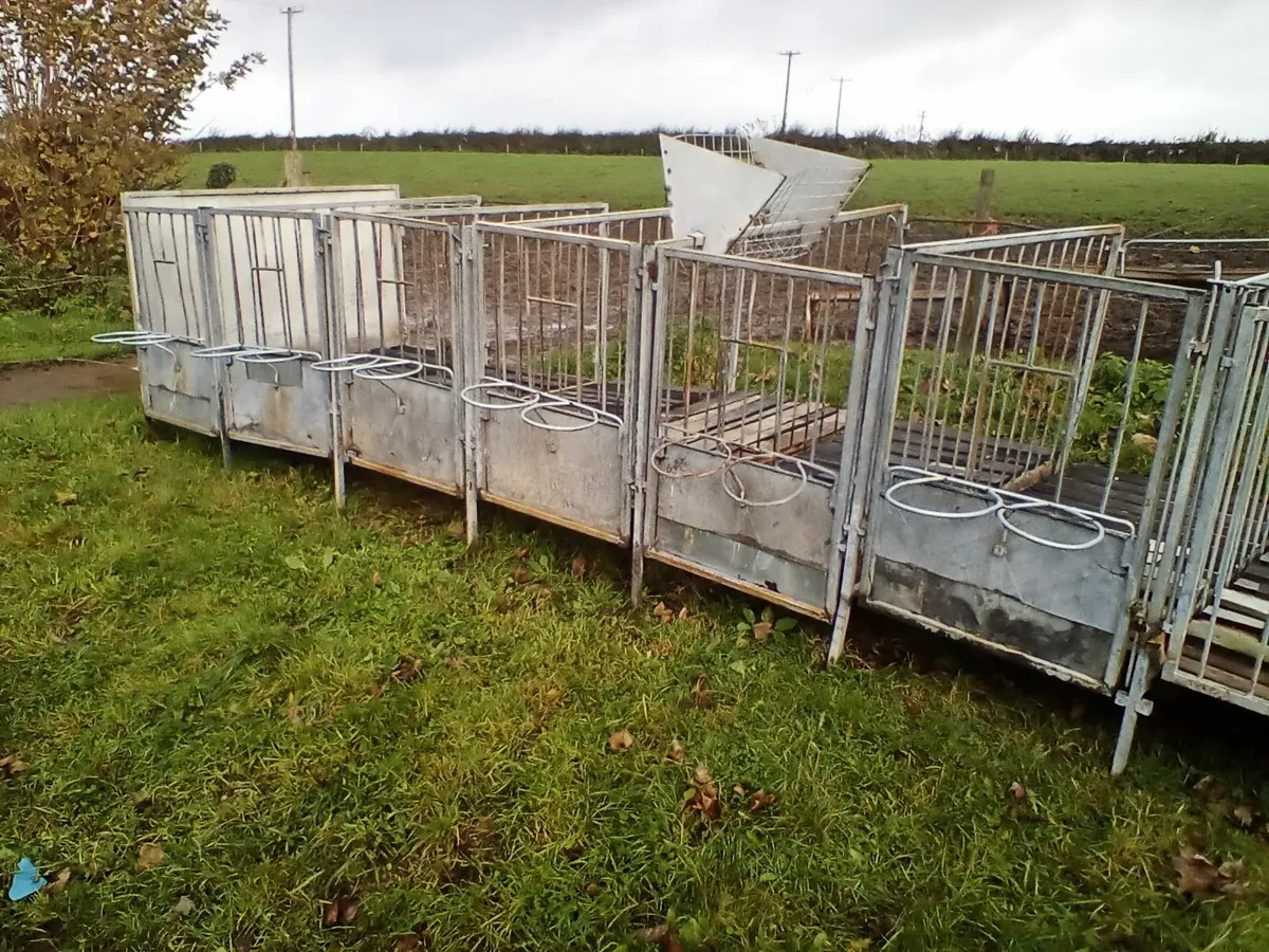 Cow and calf comfort - Image 3