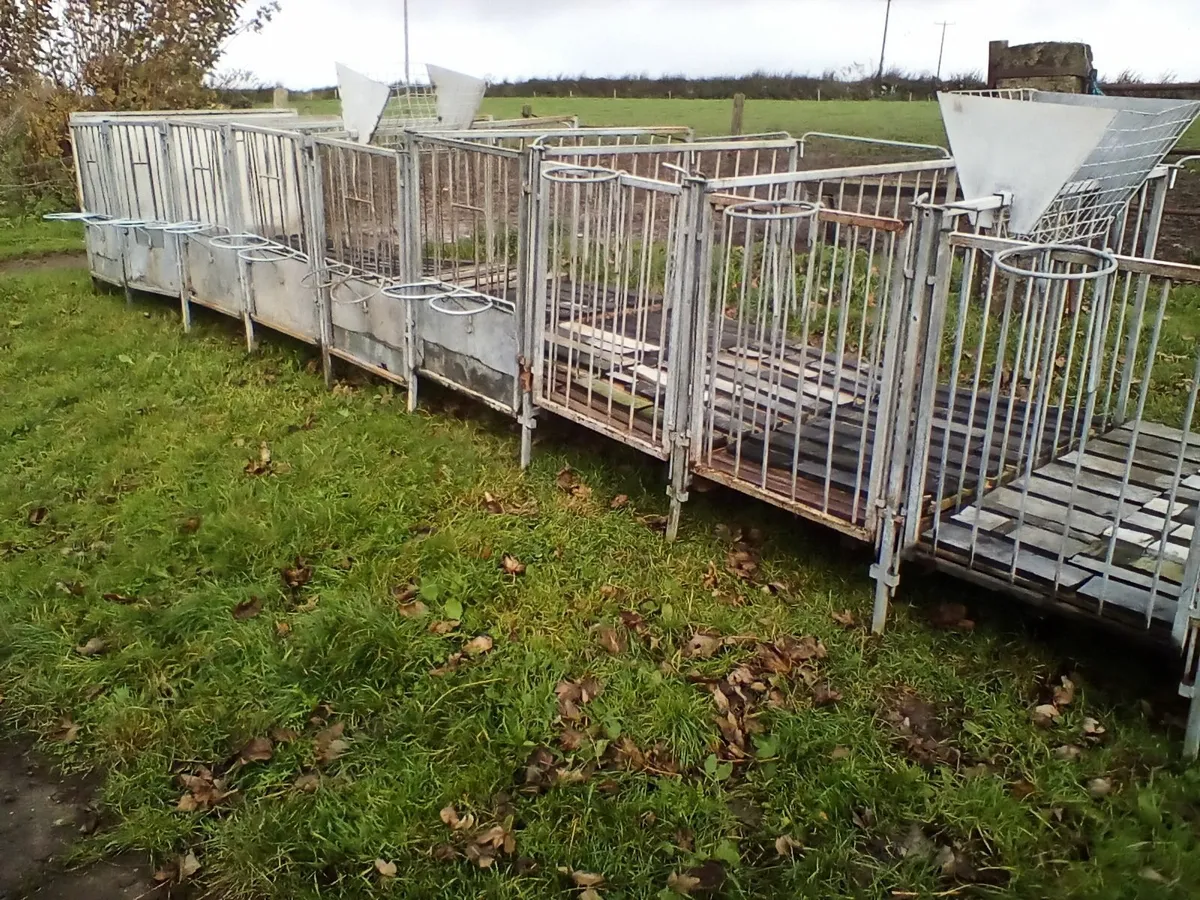 Cow and calf comfort - Image 1