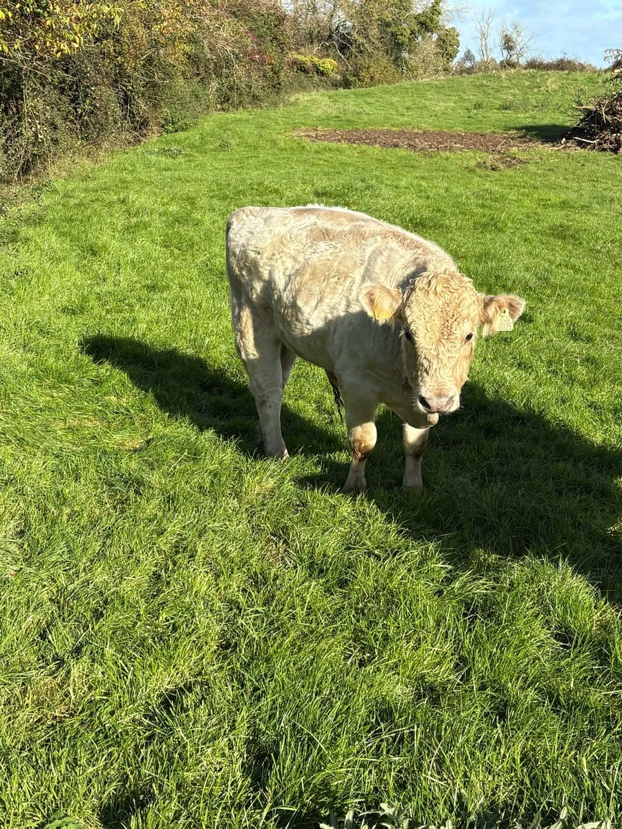 Bullock - Image 2