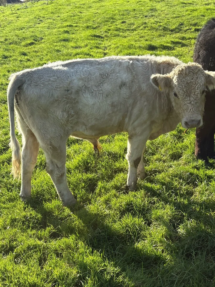 Bullock - Image 3