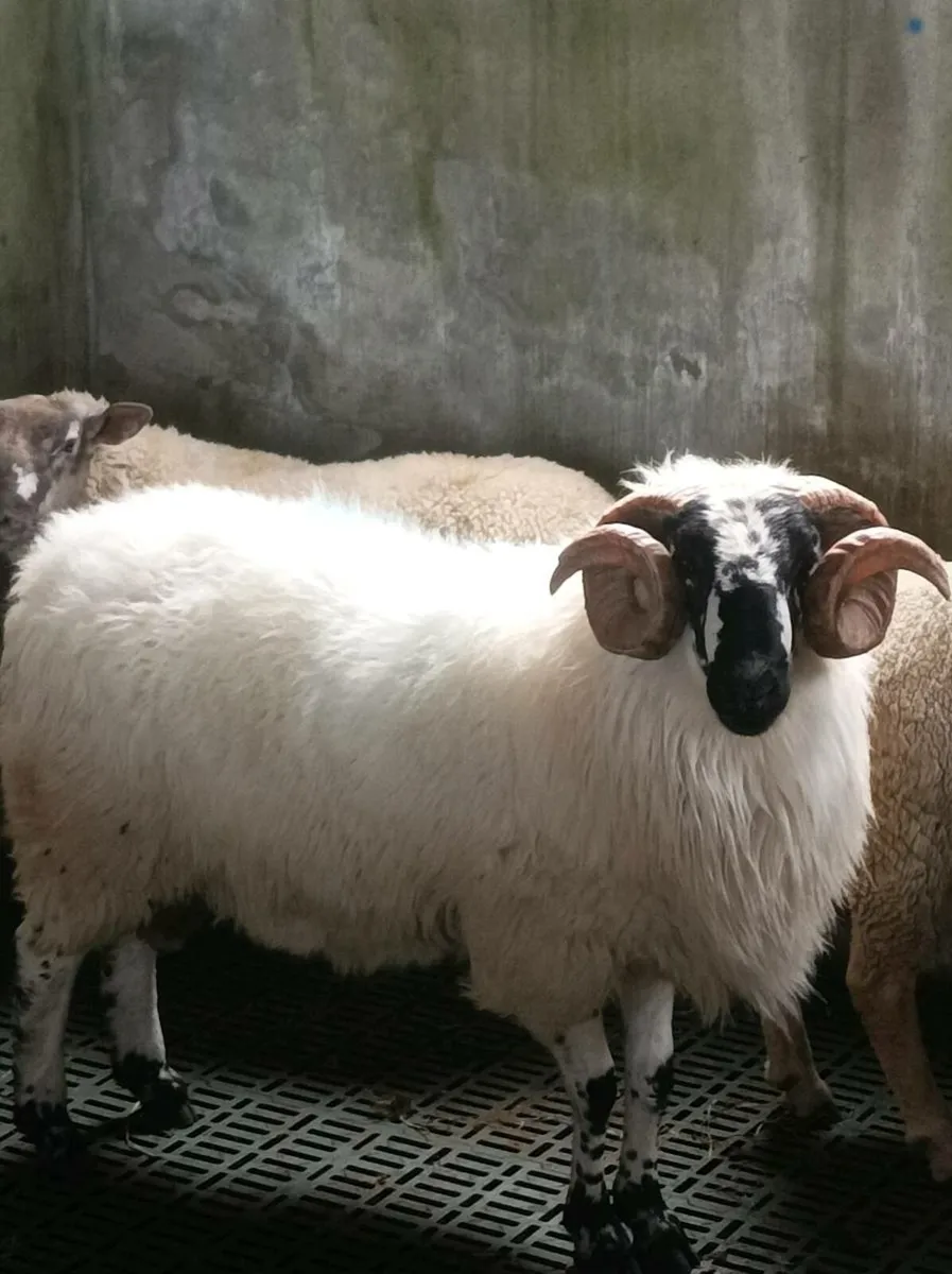 Scotch Hogget Ram - Image 1