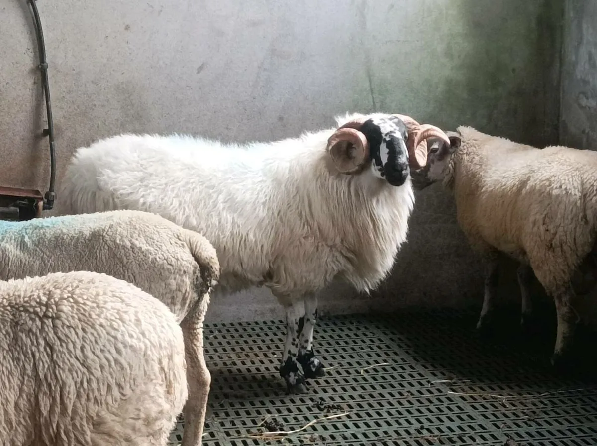 Scotch Hogget Ram - Image 2