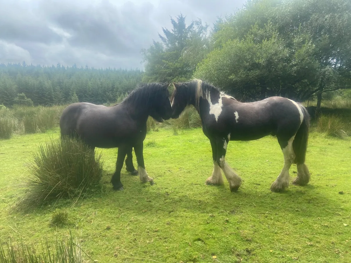 Horse - Image 4