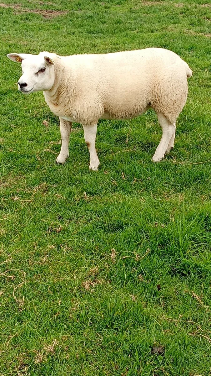 Pedigree Texel Ewe Lamb - Image 2