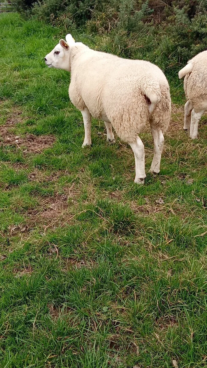 Pedigree Texel Ewe Lamb - Image 3