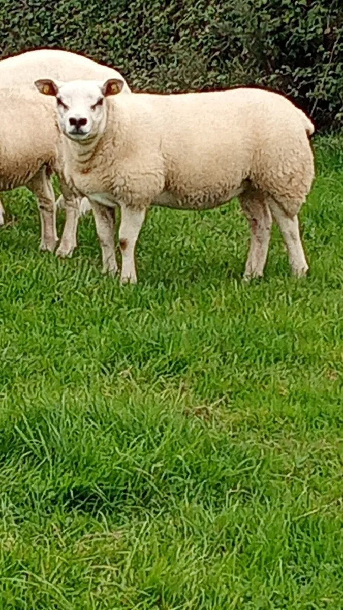 Pedigree Texel Ewe Lamb - Image 4