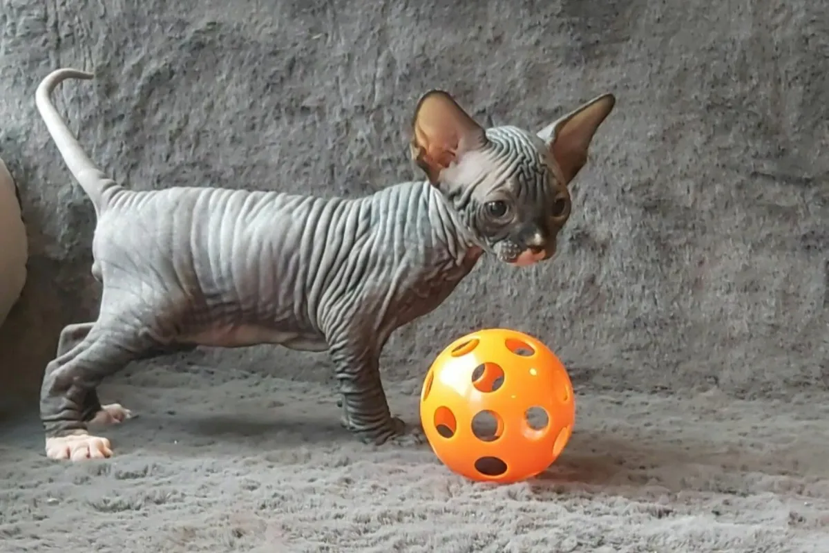 Sphynx Sphinx kittens cat(can deliver) - Image 3