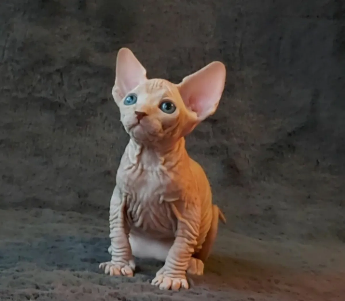 Sphynx Sphinx kittens cat(can deliver) - Image 1
