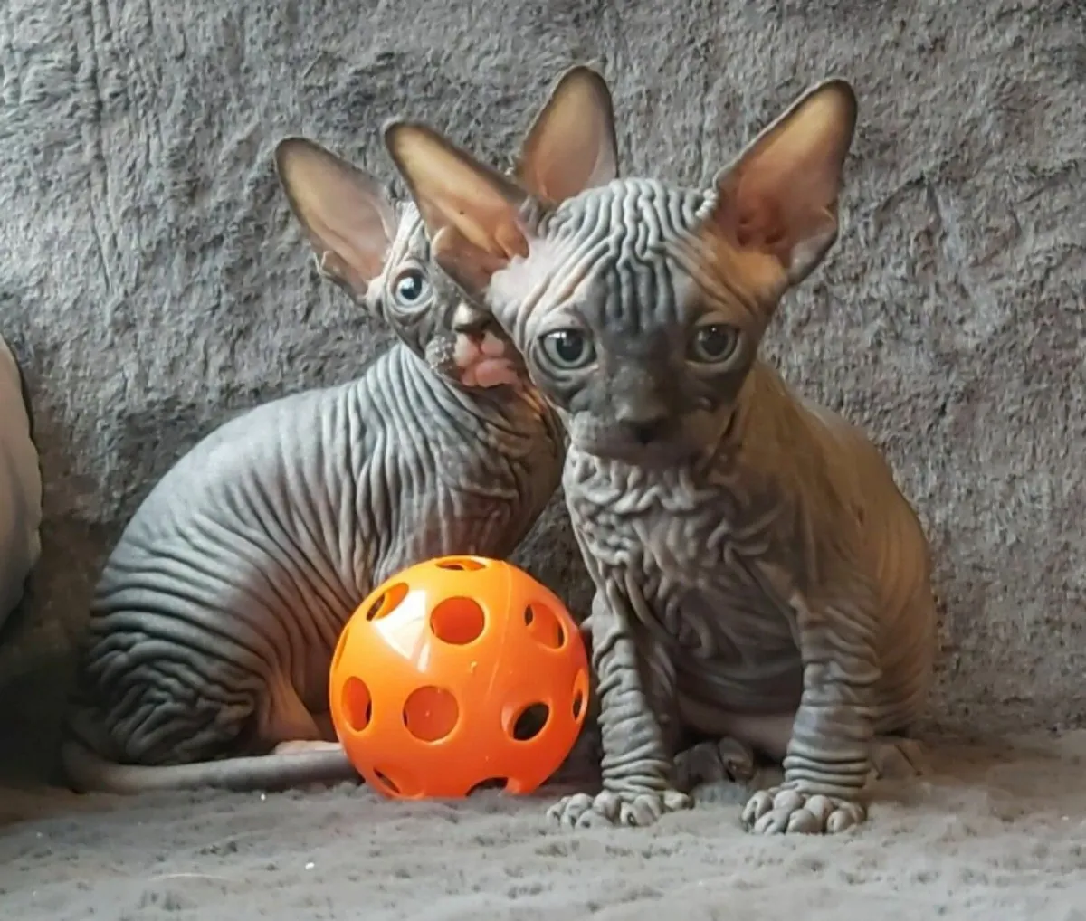 Sphynx Sphinx kittens cat(can deliver) - Image 4