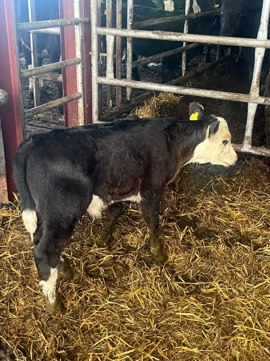 Outstanding suckler calf - Image 1
