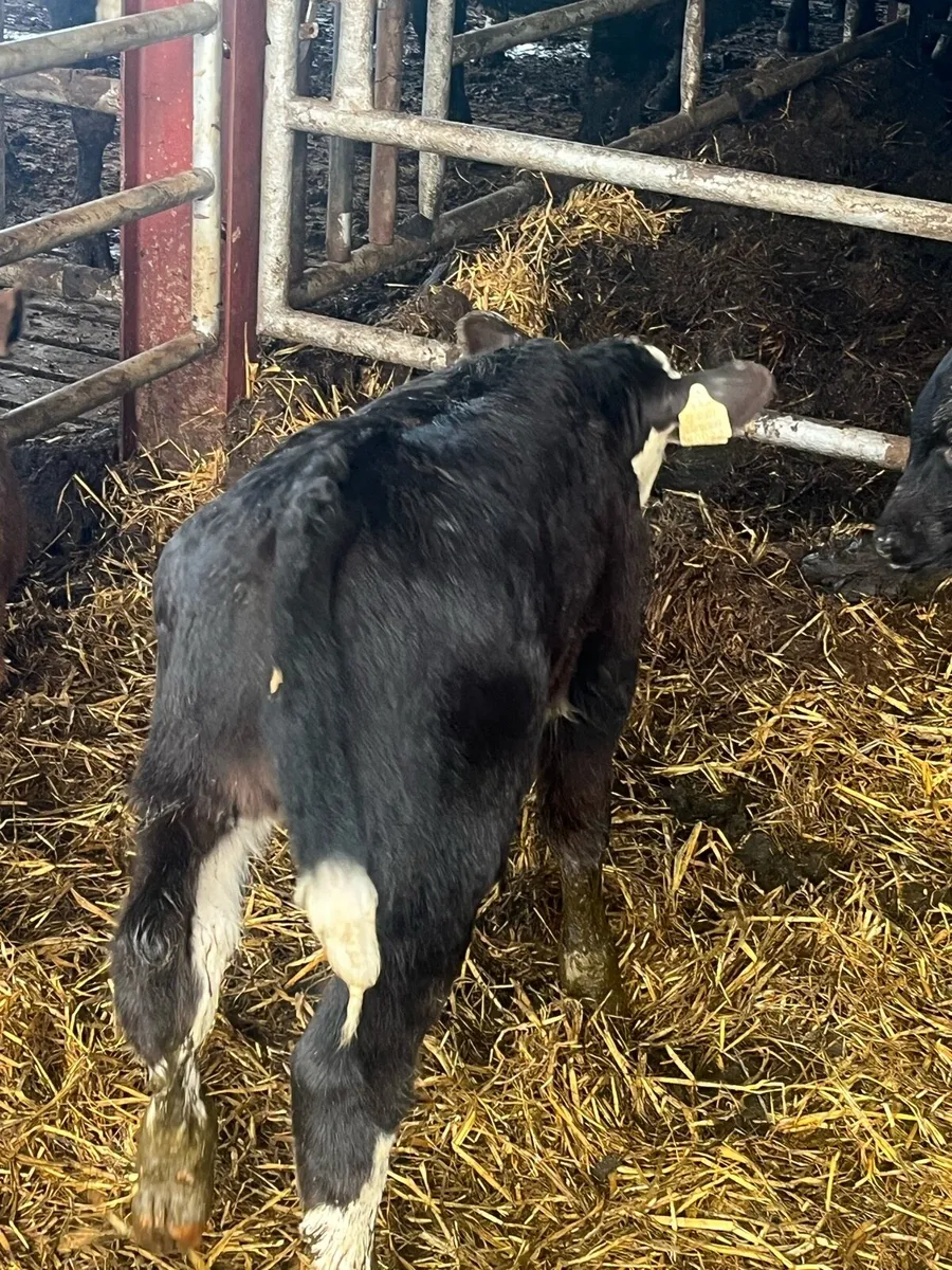 Outstanding suckler calf - Image 2