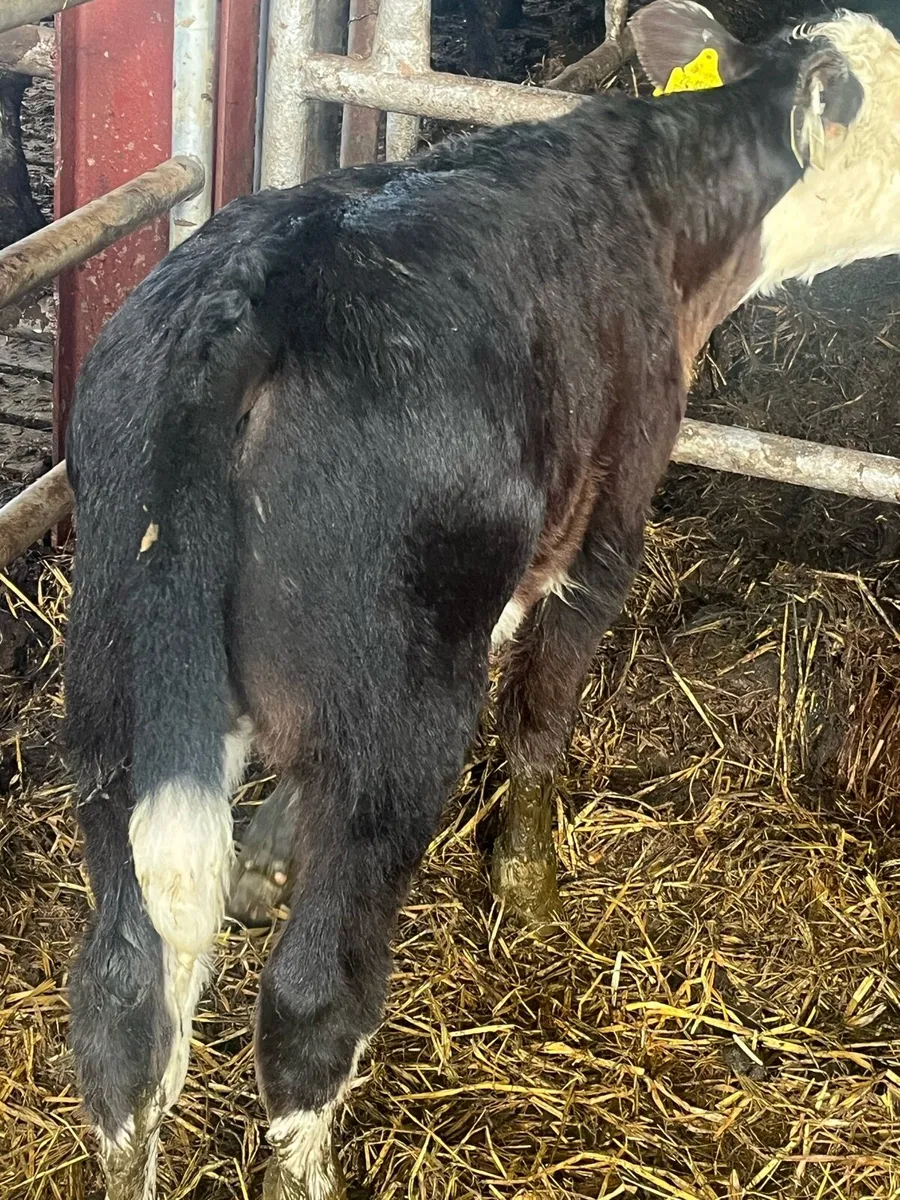 Outstanding suckler calf - Image 3