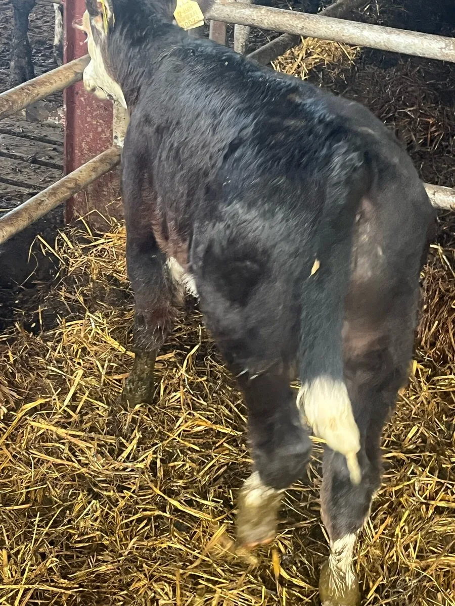 Outstanding suckler calf - Image 4