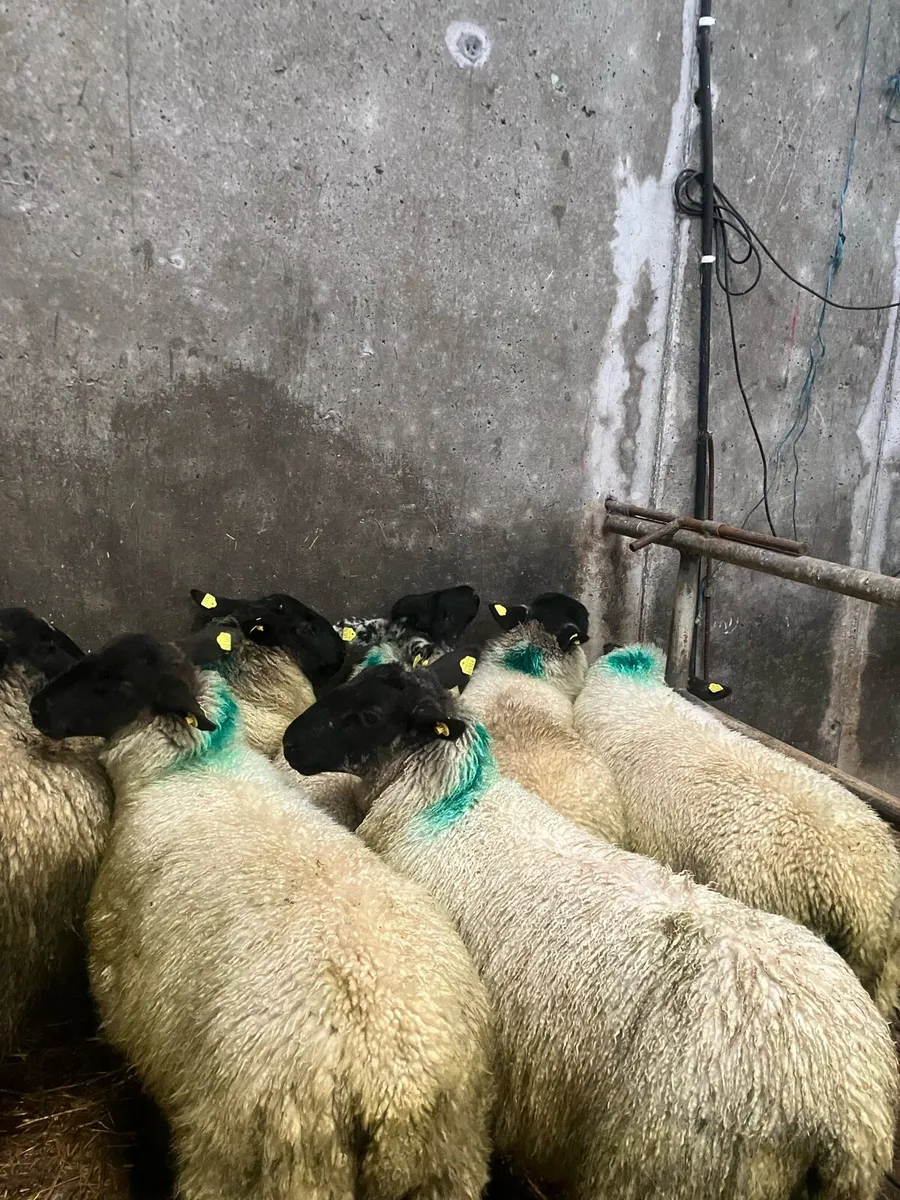 Ewe lambs - Image 1