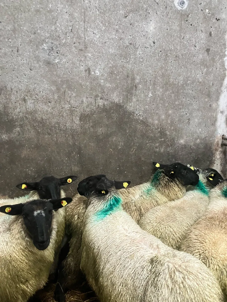 Ewe lambs - Image 2