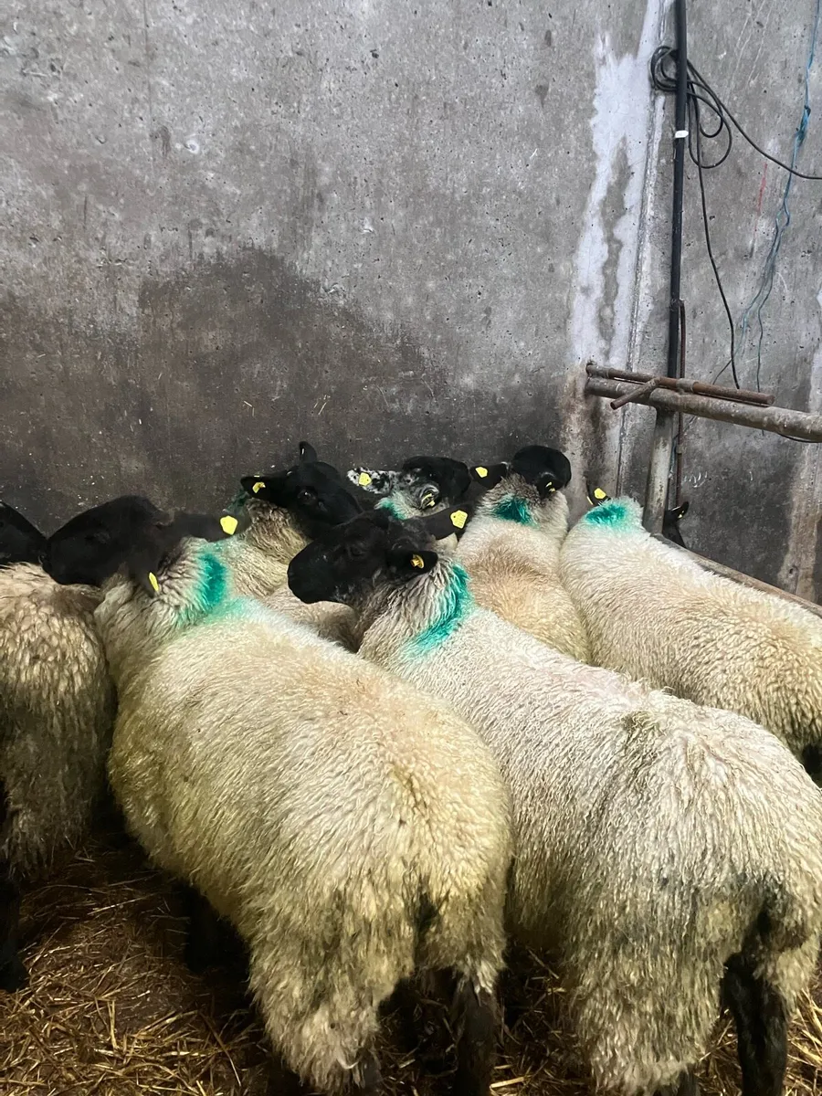 Ewe lambs - Image 3