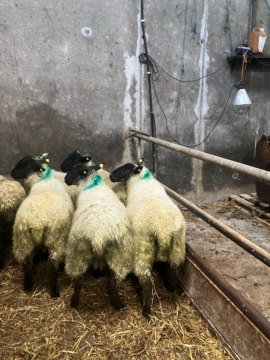 Ewe lambs - Image 4