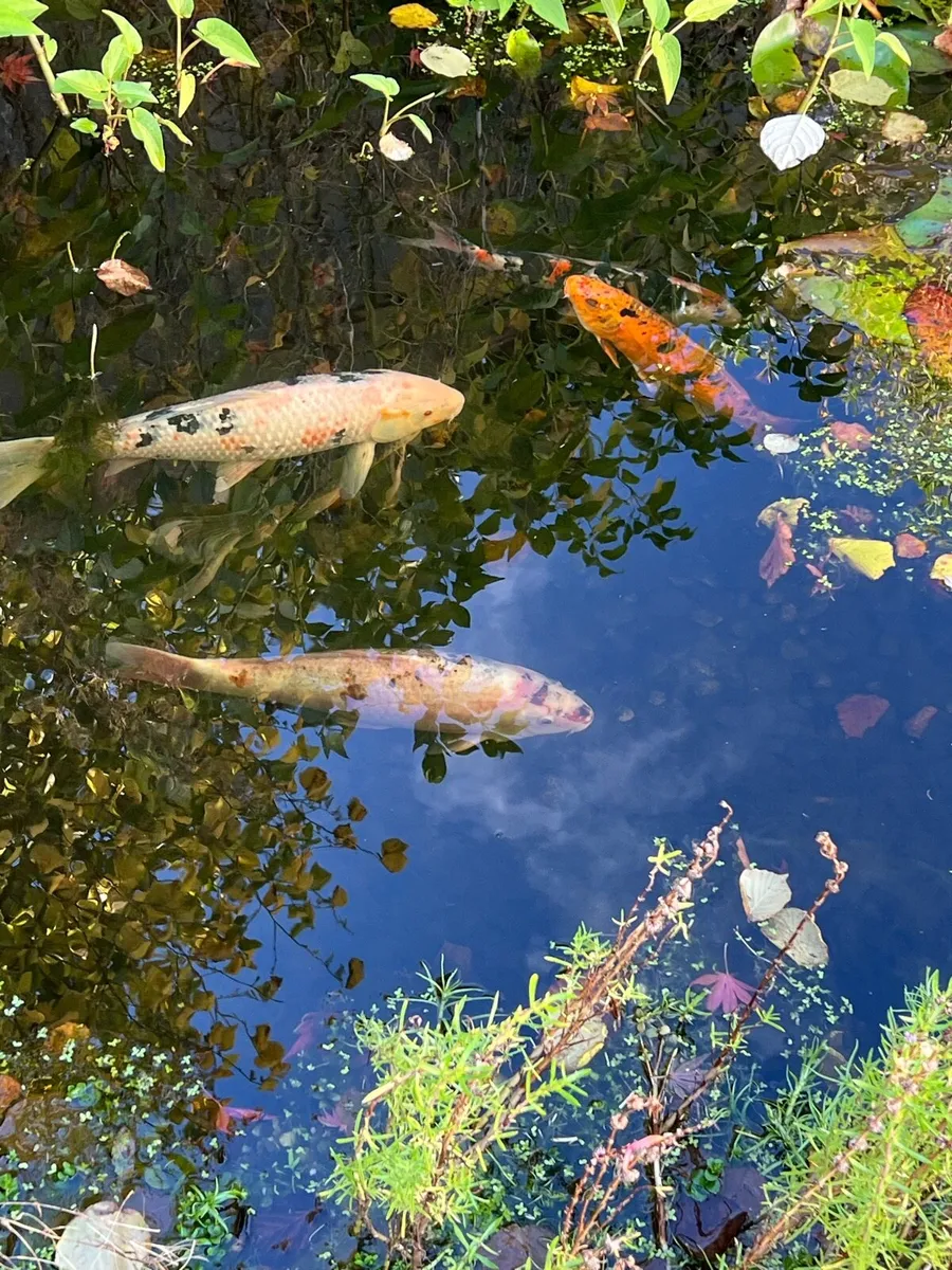 Koi pond fish - Image 1