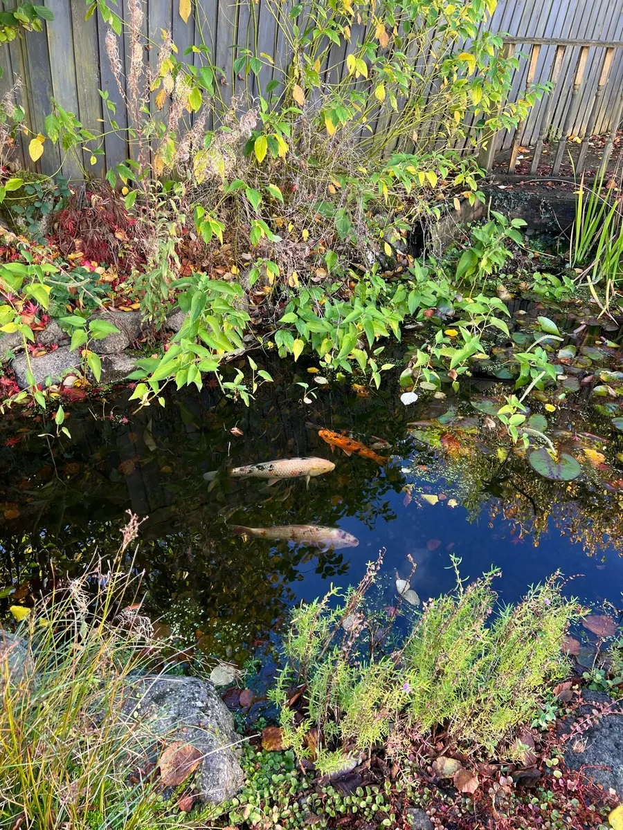 Koi pond fish - Image 2