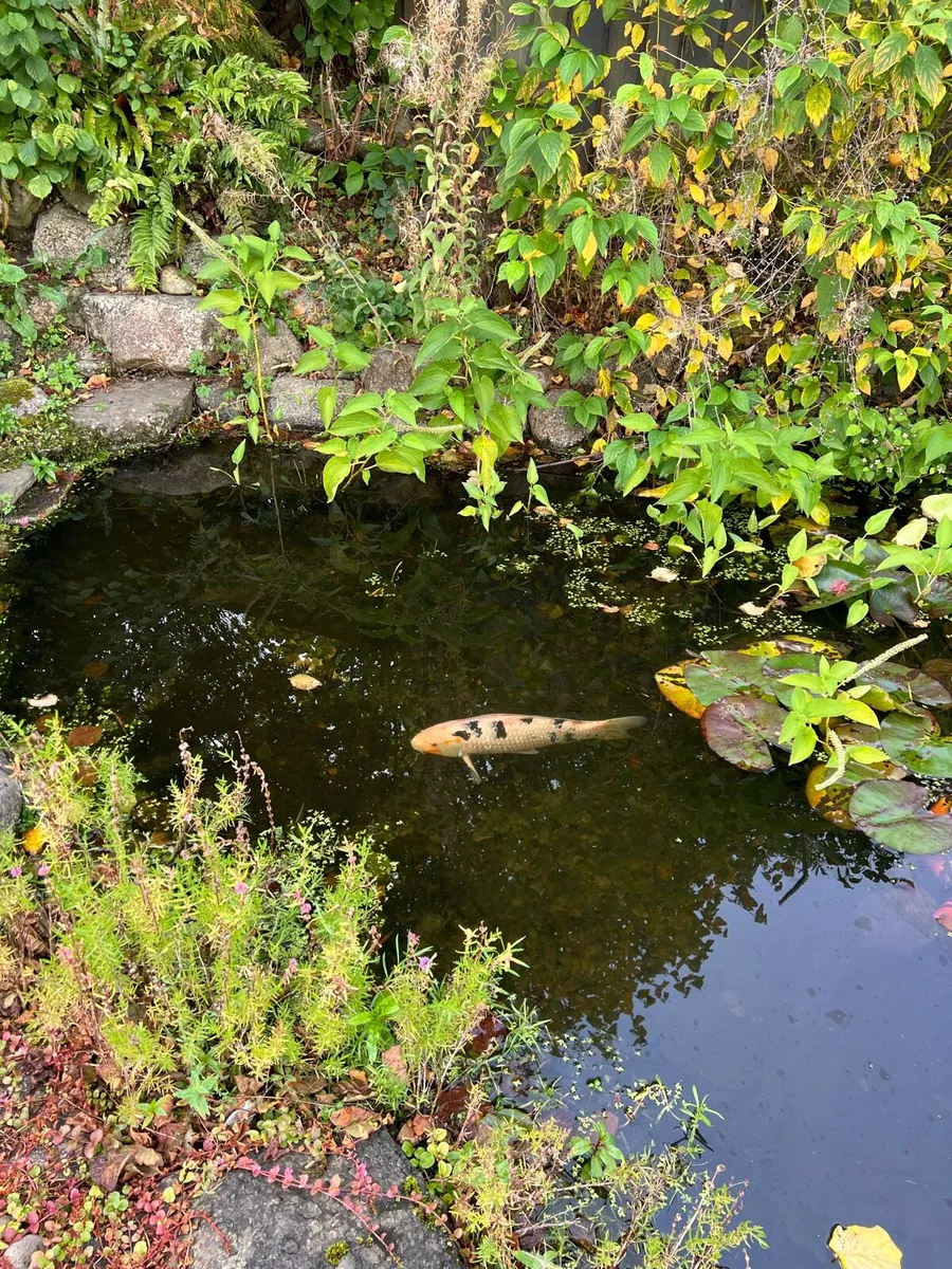 Koi pond fish - Image 3