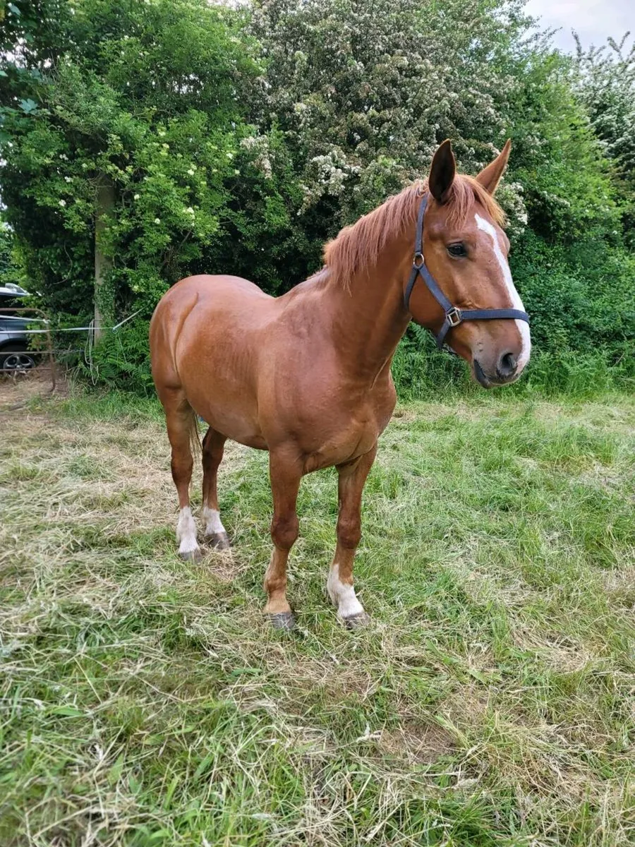 Companion horse - Image 1